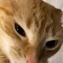 angry_cat