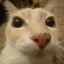 Dosecat Discord Emoji