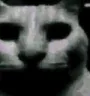 catMysterious