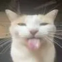 bleh