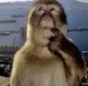monkeythink
