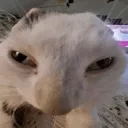 wha
