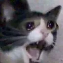 sadcat