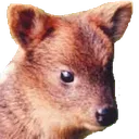 pudu