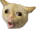 coughcat