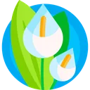 bloomlilies