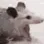 ratscream