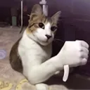 M_notokcat Discord Emoji