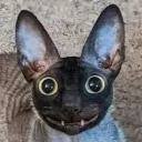 batcat