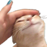 Discord Emote cat: