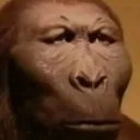 ape