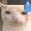 TEA_cat_kobitnoigi