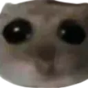 Hamster