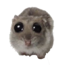 hamsterPwease