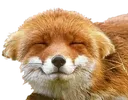 fox_uwu