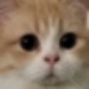 :cat_wait1:
