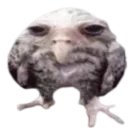 4wanomeenojocontego
