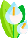 bloomlilies