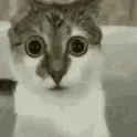 oh