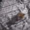dubstep_cat