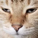 whatcat