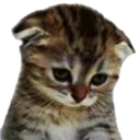 sadcat