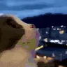 wowie