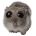 pwease
