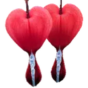 bleedinghearts