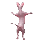 5214dancingsphynxcat