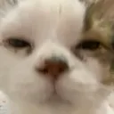 Tasha_Judge_Stare