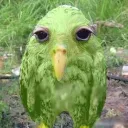 duolingo duolingo