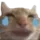 joycat