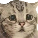 c_catsad Discord emoji