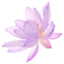 purpleflower