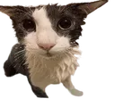 soggycat