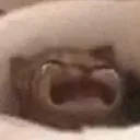 crycat