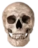 skull