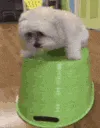nervous_dog