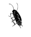 Bug
