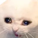 sadcat4