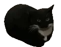 cat_dance cat_dance