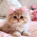 Kitty1 kitty1 Discord Emoji