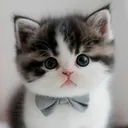 Kitty2 Kitty2 Discord Emoji