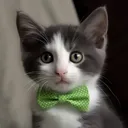 kitty4 Discord Emoji