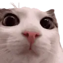 cat_bigeyes cat_bigeyes