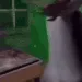 grannydance