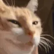 NYEHEHEHE NYEHEHEHE