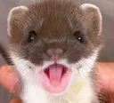 StoatPog StoatPog