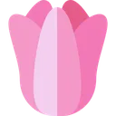 tulipan
